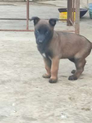 chiots malinois pure sang image 4
