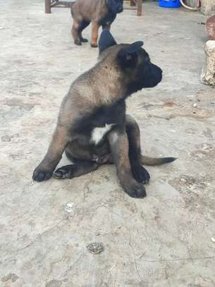 chiots malinois pure sang image 5