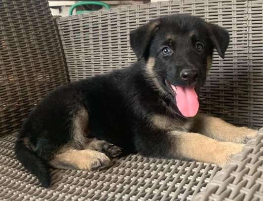 Berger Allemand male et femelle image 3