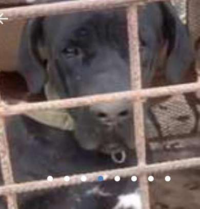 Chiots Cane Corso image 4