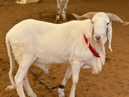 Mouton de tabaski de qualite image 13
