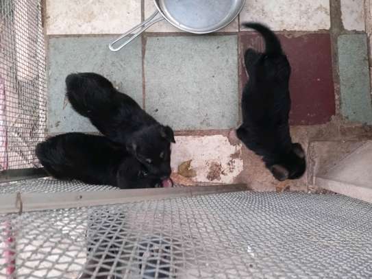 Chiots a vendre image 8