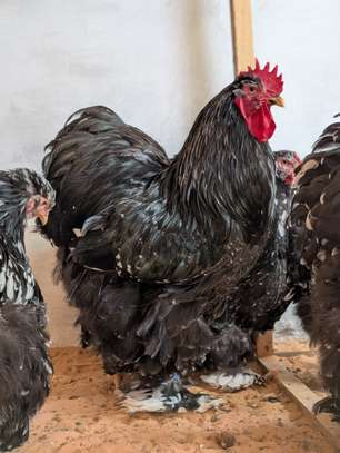 Poussins Poule de race image 3