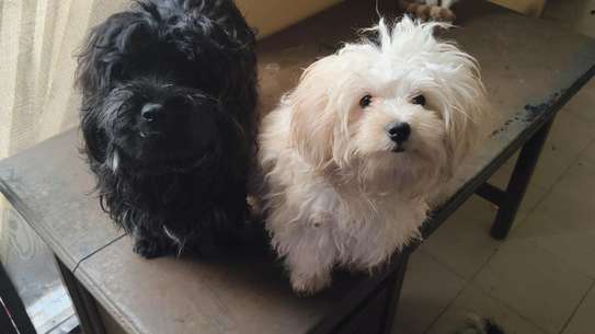 Bichon maltais image 1
