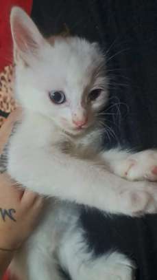 Chats chatons Angora turc blancs aux yeux bleus image 3