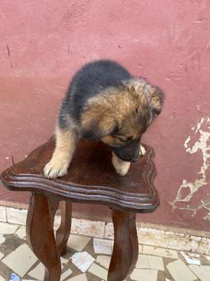 Chiot berger allemand poils longs image 2