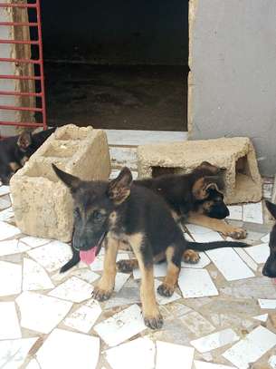 Berger allemand pur image 4