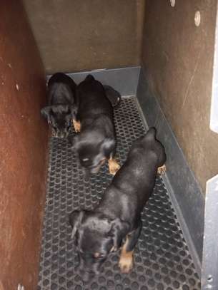 CHIOTS  ROTVEILLERS PURE RACE image 4