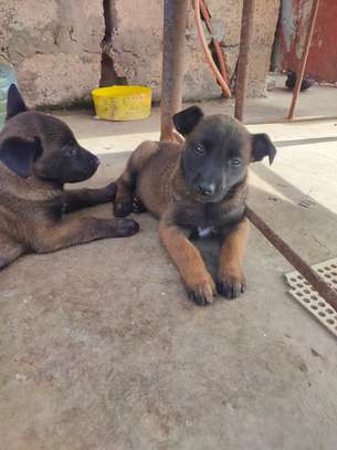 chiots malinois pure sang image 8
