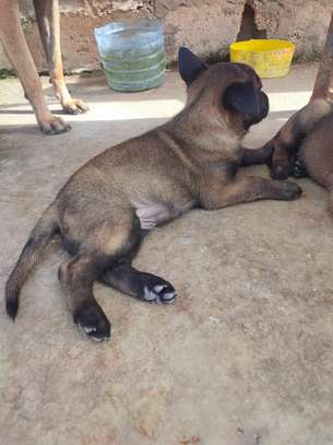 chiots malinois pure sang image 9