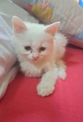 Chats chatons Angora turc blancs aux yeux bleus image 4