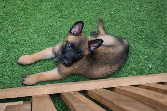 Berger Belge malinois mâle image 2
