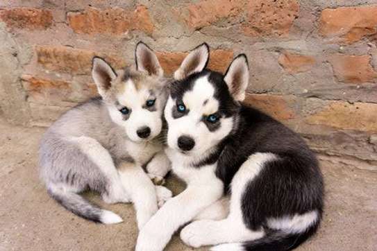 Chiot Husky Sibérien provenance BERLIN image 3