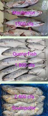 QUEEN FISH ou YÉRBÉLÉ À VENDRE image 2