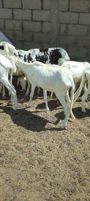 Lot de Moutons Femelle Ladoums image 7
