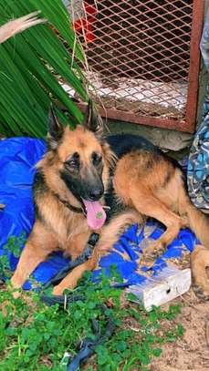 Chiot berger allemand image 6