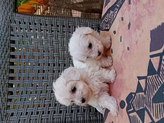 Bichon maltes image 6