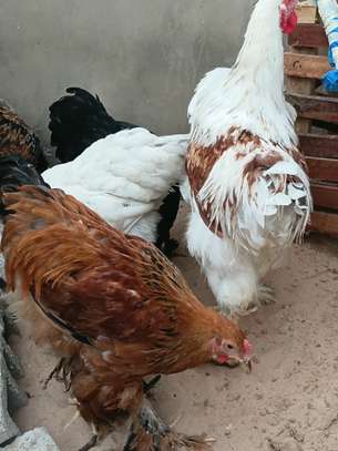 Couple. Poule bramah image 5