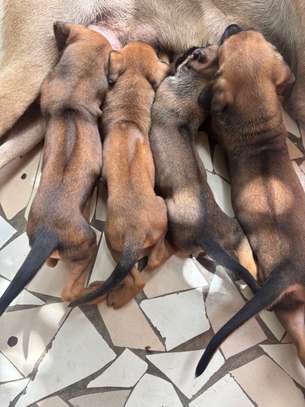 Chiot Rhodesian Ridgeback X malinois image 9