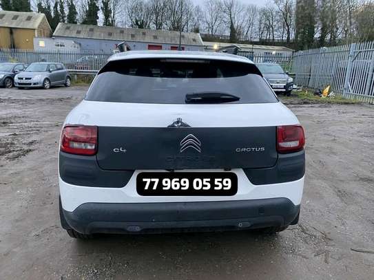C4 Cactus image 3