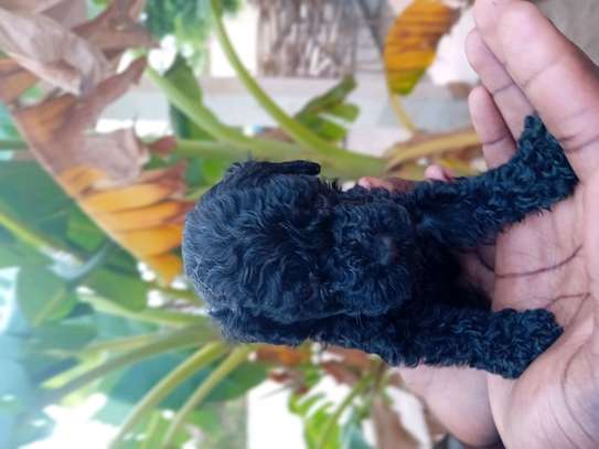 Caniche image 8
