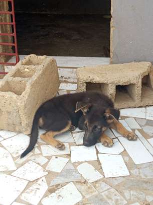 Berger allemand pur image 2