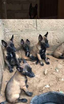 Chiots Berger Malinois image 6