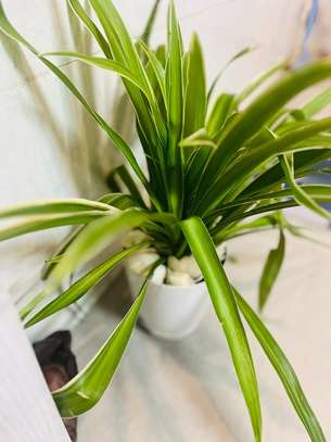 Petites et grandes Plantes d'intérieur vertes image 6