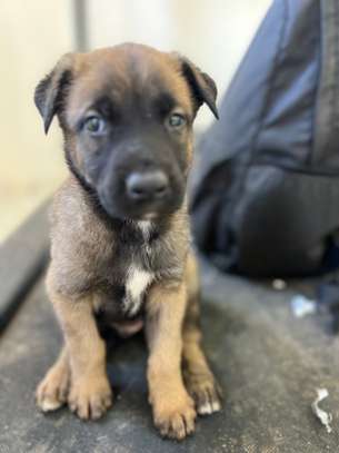 Malinois chiot fauve charbonné image 4