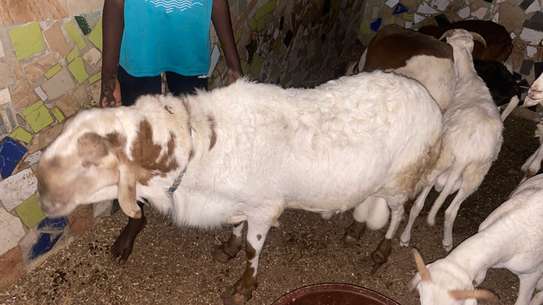 Mouton soudanais image 3