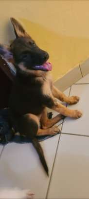 Berger Allemand male et femelle image 2