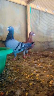 Des pigeons de race image 4