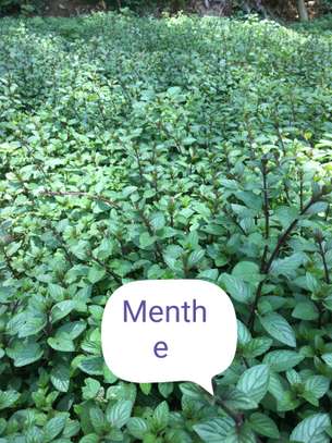 Vente de nana (menthe) image 4