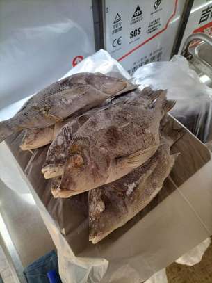 POISSON SOUMPOTT = EMPEREUR à Vendre image 6