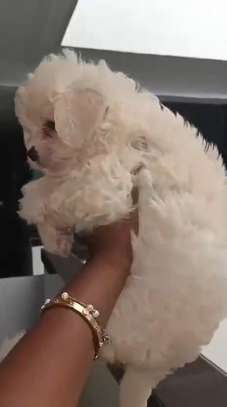 Chiot Bichon disponible image 3