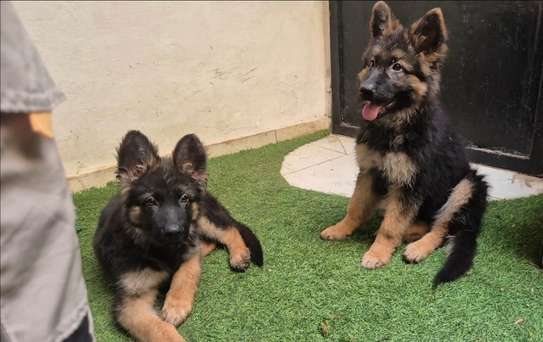 Berger Allemand poil long image 2