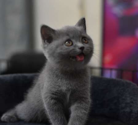 Chaton Scottish british image 2