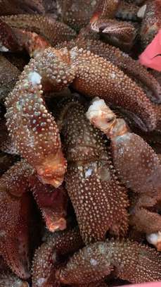 Seiche , calamar, crabe, pince crabe image 1