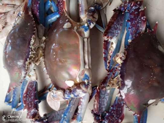 Seiche , calamar, crabe, pince crabe image 2