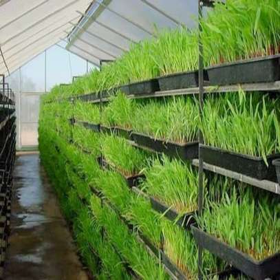 Vente de plateaux Hydroponic image 2