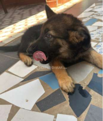 Berger Allemand chiot noir et feu vacciné image 2