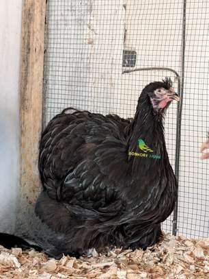 Poussins Poule de race image 2