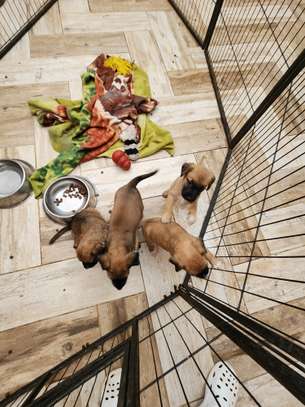 Croisés bergers belges malinois image 3