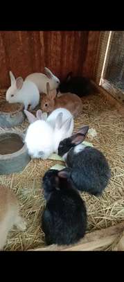 Couple Lapereaux lapin image 3