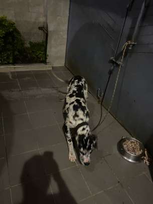 DOG ALLEMAND image 4