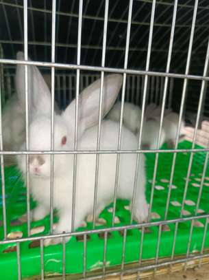 Couple Lapereaux lapin californien image 1