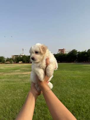 Bichon maltais image 10
