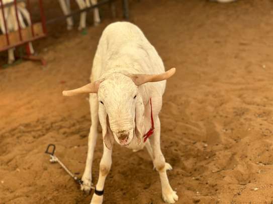 Mouton de tabaski de qualite image 4