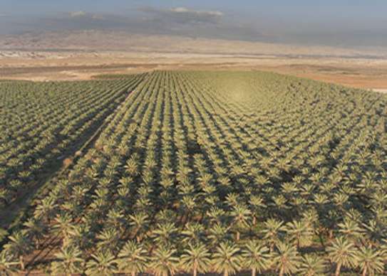 Dattes Royal Al Majd image 8