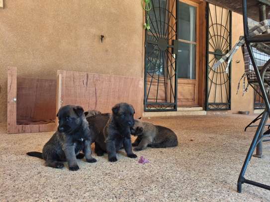 Berger allemand  malinois image 5